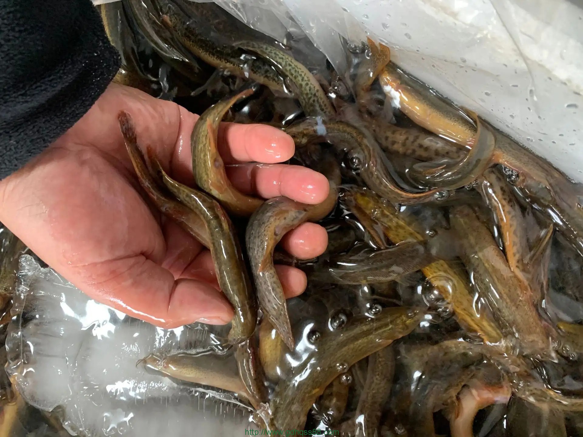 蔬菜配送之泥鰍