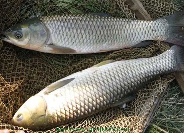 蔬菜配送之草魚(yú)