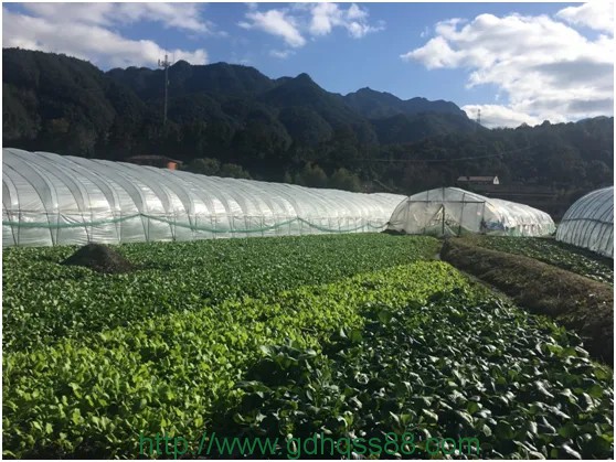 蔬菜配送之蔬菜基地